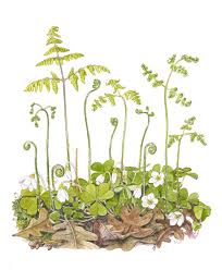 Image result for Gymnosporia oxycarpa