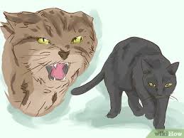 You only need yourself in this matter. How To Interpret A Dream Involving Cats 13 Steps With Pictures