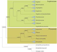 Frontiers Phylogeny And Classification Of Euglenophyceae