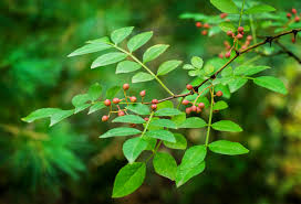 Image result for Zanthoxylum