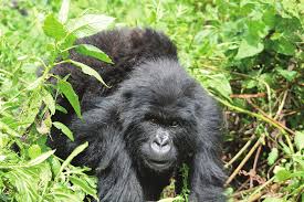 Image result for Rubus kirungensis