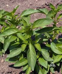 Image result for Ocimum