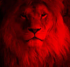 January 20 at 10:00 pm ·. Red Lion Portrait From Https Torange Biz Fx Red Lion Portrait 117859 Lion Portrait Gryffindor Aesthetic Lion Pictures