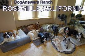 How to finish changing your name in arkansas. Louisiana Service Dogs For Sale Superdog Service Dogs