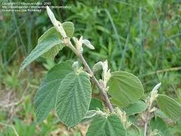 Image result for Hamamelis mollisi