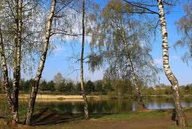 У цей день на русі поклонялися березі. 11 Kvitnya Kiriliv Den Svyato Berezi Tradiciyi Obryadi Ta Prikmeti