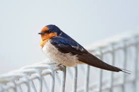 Swallows, specifically barn swallows, build mud nests under cement structures, beams, and keep swallows from building their mud nests on your property with bird b gone's line of swallow humane removal/professional installer. Welcome Swallow Wikipedia