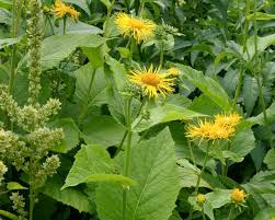 Image result for Inula mannii