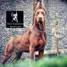 Doberman Giant Dog Breeds Doberman Pinscher Puppy Doberman Dogs