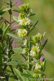 They are densely covered with soft, silvery hairs. Round Headed Bush Clover The Natural Web