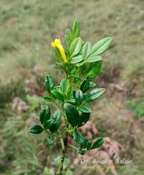 Image result for Eriosema scioanum