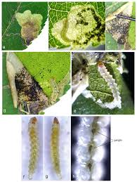 Image result for Stigmella prunetorum