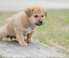 Puppies generally have full bladder control between 4 and 6 months of age. Puppy Toilet Training Guide Pawshake Blog