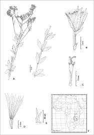 Image result for Criscianthus