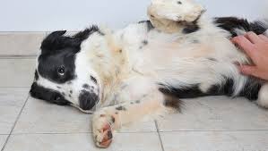 Dear Labby What Should I Do About My Dog S Stomach Gurgling Dogtime