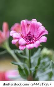 Image result for Osteospermum barberiae