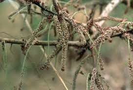 Image result for Hymenocardia