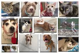 We are a small rescue that is dedicated to finding the perfect, loving, forever home, for the perfect, loving little heart.we do not have a shelter facility and therefore rely on the hard work of volu. Coronavirus In Ohio Humane Societies Reducing Or Halting Adoptions