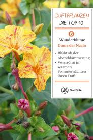 Die 10 Schonsten Duftpflanzen Fur Garten Balkon Pflanzen Garten Pflanzen Und Garten
