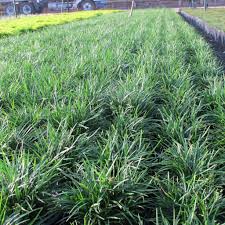 Image result for Ophiopogon