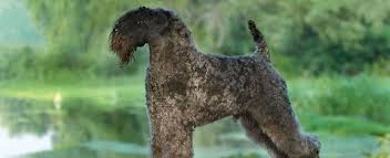 The kerry blue tends to be fairly dog aggressive, but generally it gets along well with other pets if properly socialized. Kerry Blue Terrier Dog Breed Profile Petfinder