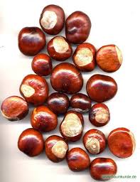 Pflanzen und früchte der gattung kastanien. Gemeine Rosskastanie Details Baumbestimmung Laubholzer Bestimmen Aesculus Hippocastanum