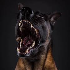 New The 10 Best Hairstyles For Men In The World Hairstyles For Men With Curly Hair Short Medium Backside W Belgian Malinois Belgian Malinois Dog Malinois