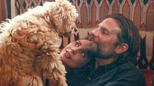 Bradley Coopers Dog Is The Real Star Of A Star Is Born A Star Is Born Bradley Cooper Lady Gaga