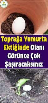 Topraga Ham Yumurta Ekildiginde Olanlar Gozlerinize Inanamayacaksiniz Bitki Organik Bahcecilik Sebze Bahceciligi