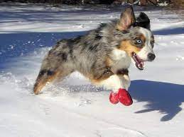 Read our home coffee machine reviews and compare options to find the perfect one for you! Best Dog Snow Boots In 2021