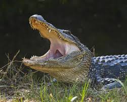 Bird Cleaning Crocodile Teeth Youtube Photographed By Liz Noffsinger Alligator In Ding Say Ahhhh Wildlife Society Animals Wildlife