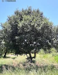 Image result for Berchemia zeyheri