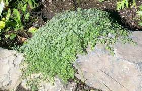 Plantfiles Picture 3 Of Woolly Thyme Thymus Pseudolanuginosus Ground Cover Plants Wooly Thyme Thyme Plant
