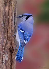 Blue in birds always depends on the light, and. Big Blue Bird Art Dolls Art Collectibles