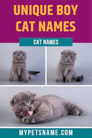 Unique Boy Cat Names Cute Cat Names Boy Cat Names Cute Names