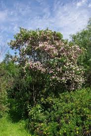 Image result for Dais cotinifolia