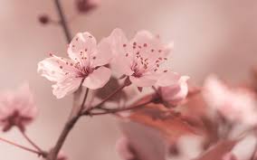 We've gathered more than 5 million images uploaded by our users and sorted them by the most popular ones. Sakura Flowers Desktop Wallpaper 51326 1920x1200px