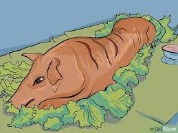 There isn't any part of a pig that isn't edible—even the snout is a delicacy in certain circles. How To Cook A Whole Pig 12 Steps With Pictures Wikihow