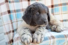 Don't miss what's happening in your neighborhood. View Ad Newfoundland Puppy For Sale Near Pennsylvania East Earl Usa Adn 77995