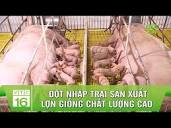 Đột nhập trại sản xuất lợn giống chất lượng cao tại xứ Thanh ...