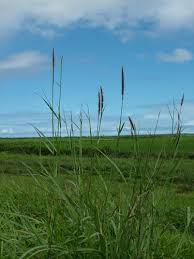 Image result for Cenchrus polystachios