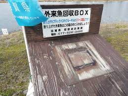 琵琶湖 外来 魚 回収 ボックス