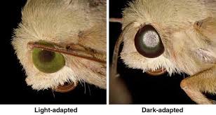 109 e 17th st, cheyenne, wy 82001, usa. Insect Reactions To Light And Its Applications To Pest Management Springerlink
