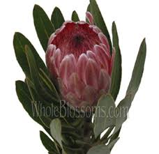 Image result for Protea enervis