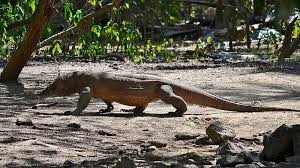 Habitat Komodo Ada Di Pulau Komodo Apakah Nama Pulau Ini Diambil Dari Hewan Komodo Atau Sebaliknya Semua Halaman Bobo