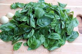 Fresh Basil And Garlic For Basil Oil Basil Oil Basil Basil Pesto