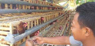 Ayam petelur cenderung mengembangbiakkan penyakit dibanding ayam broiler karena ayam petelur dipelihara untuk jangka waktu yang lama. Puluhan Ekor Ayam Di Tuban Mati Mendadak Akibat Cuaca Panas