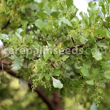 Image result for Searsia magalismontana x pyroides