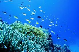 The great barrier reef is the largest coral reef in the world. Great Barrier Reef In Gefahr Neues Fur Schuler Badische Zeitung