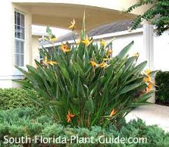 Orange Bird Of Paradise Tropical Landscaping Florida Plants Florida Landscaping
